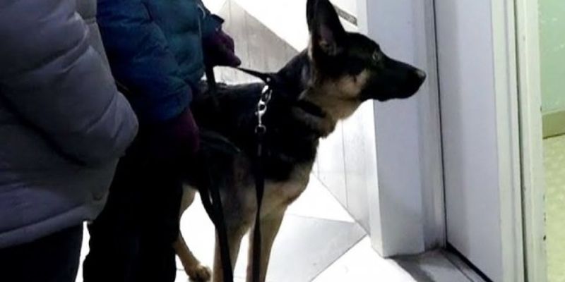 «Собаку лучше водить на поводке»: В Николаеве мужчина избил соседа за замечание по поводу собаки