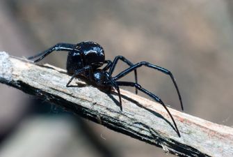 Укусы паукообразных: правила оказания неотложной помощи