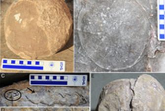В Индии обнаружили более 250 окаменевших яиц титанозавров