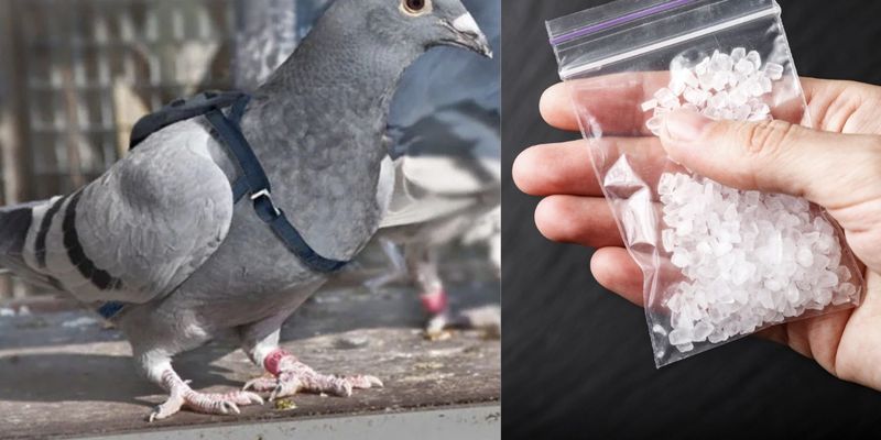 Несут крошечные "рюкзачки": в Канаде заключенные используют птиц для доставки наркотиков