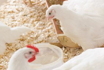 Потери польских фермеров от птичьего гриппа составили 2,3 млн евро