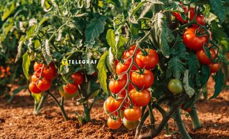 Бабушки всегда подкармливают томаты этим средством: плоды вырастают крупные и сочные