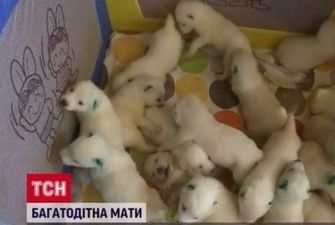 У Грузії собака привела на світ одразу 17 цуценят
