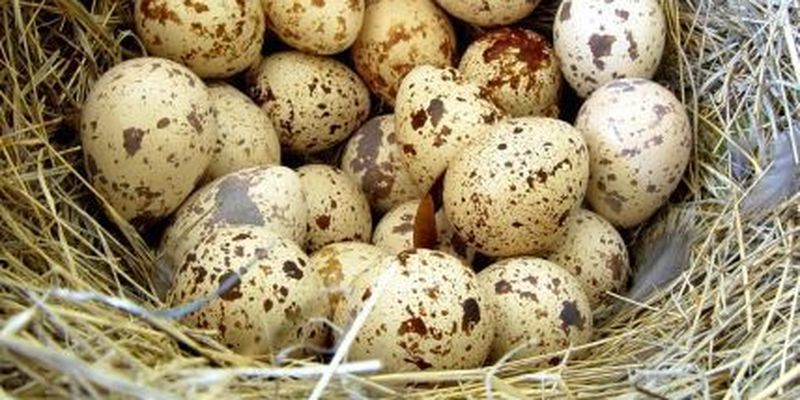 Користь та шкода перепелиних яєць