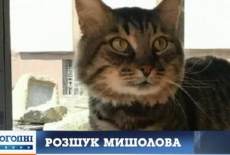 В Днепре разыскивают пропавшего работника музея – кота Семена