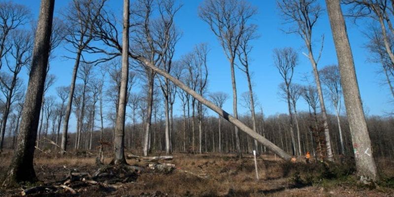 Во Франции срезают 200-летние дубы для Нотр-Дама