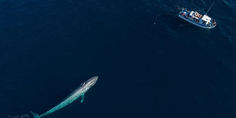 Тайна гигантов. Ученые рассказали, как киты стали такими большими и почему они не болеют раком