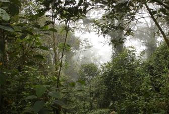 В Амазонии нашли живой женщину с тремя детьми, которые блуждали в лесу 34 дня