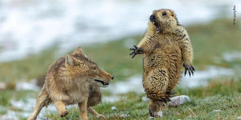 Хитра лисиця, здивований бабак та інші найкращі фото дикої природи за 2019 рік