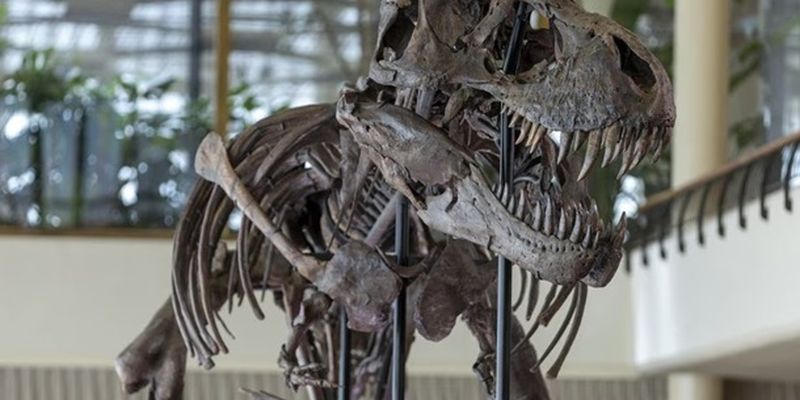 У Швейцарії з молотка піде рідкісний скелет тиранозавра