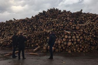 Минэкономики предлагает отменить запрет на экспорт необработанных лесоматериалов