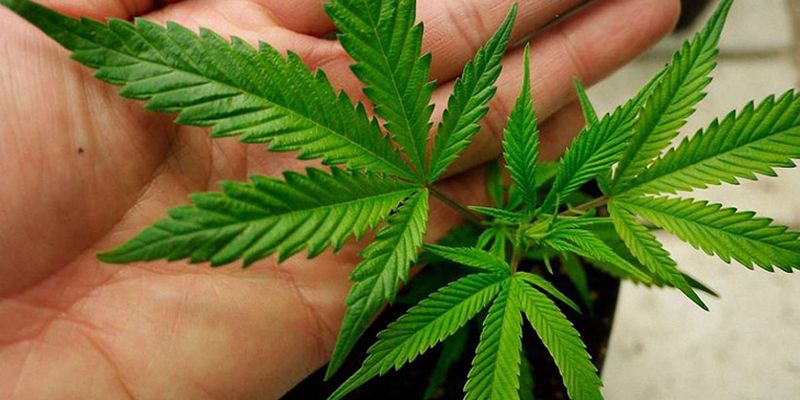 Народные депутаты готовят закон о легализации медицинской марихуаны