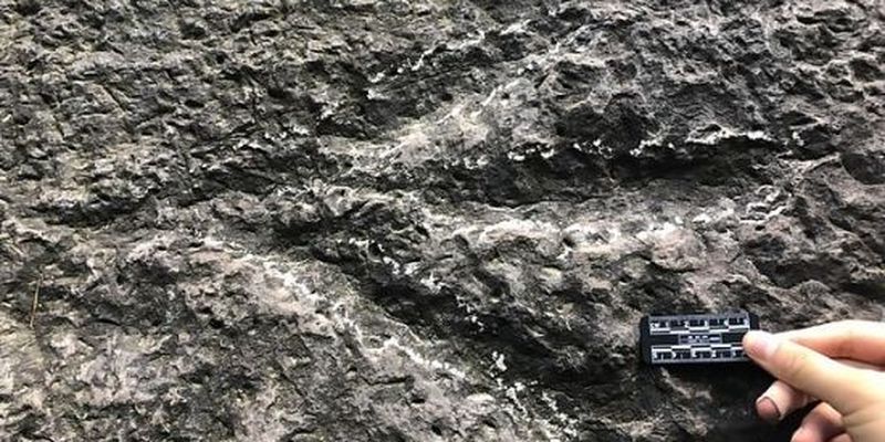 Ніби курячі лапки: у Китаї знайшли сліди динозавра, залишені 190 млн років тому