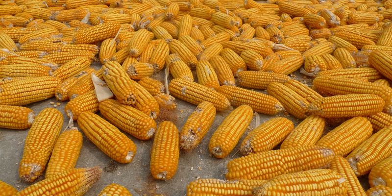 Китай закупив понад 200 тис. тонн української кукурудзи