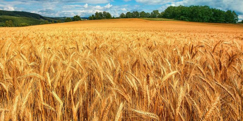 В Украине завершен сбор пшеницы - намолотили в два раза больше, чем необходимо