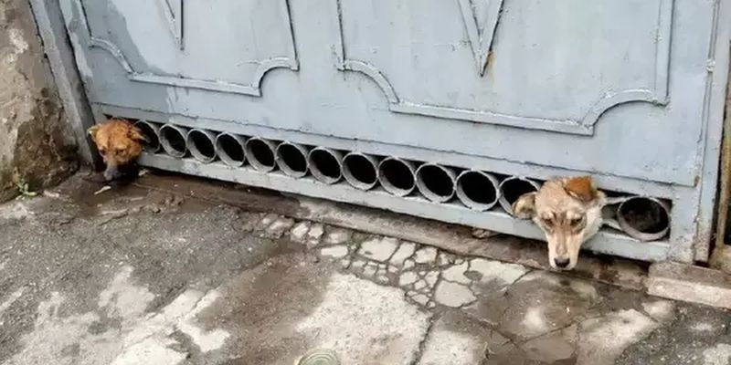 На Херсонщине сотрудники ГСЧС спасли испуганных собак, которые застряли в воротах во время обстрелов