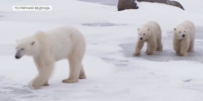 Мир отмечает День полярного медведя