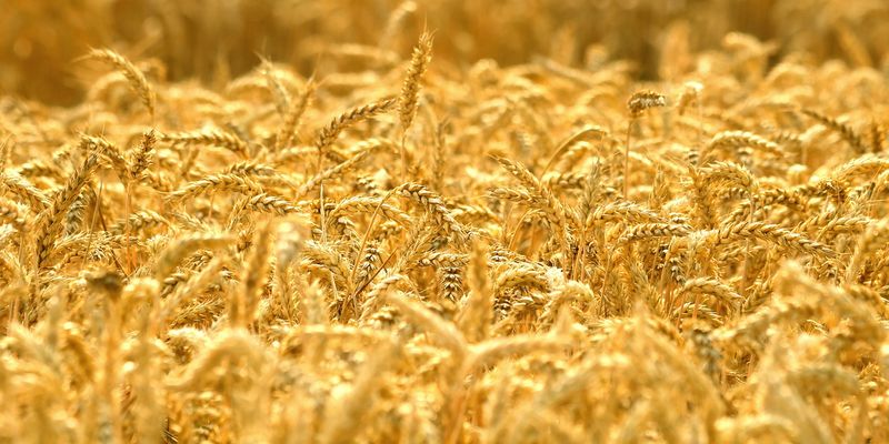 Україна експортувала 35 млн тонн зерна