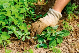 Дачные советы: Агроном раскрыл секреты эффективной борьбы с сорняками