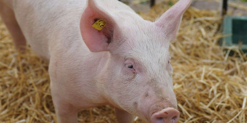 Ціни на живець свиней зросли до початку Великодніх свят