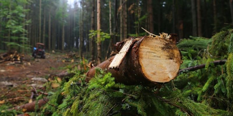 Жителю Закарпатья светит 5 лет тюрьмы за самовольную вырубку 30 деревьев
