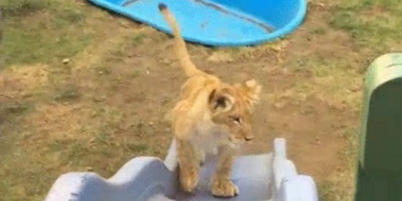 «Симба и Багира»: пользователи Сети умилились соревнованиям детенышей льва и пантеры