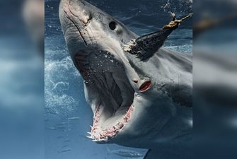 Блогер перехитрил большую белую акулу с помощью тунца и снял пугающие кадры
