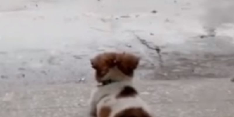 6 миллионов просмотров: ролик про пса на фоне дождя стал хитом Сети