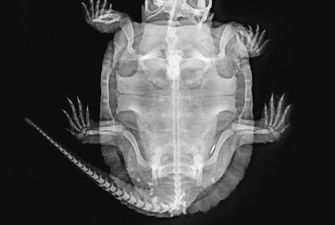 Совершенно потрясающе: в сети опубликовали рентгеновские снимки животных