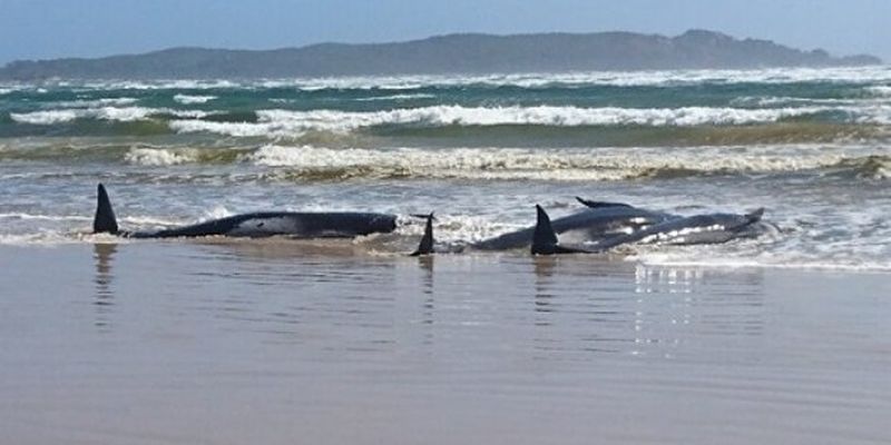 В Австралии, выбросившись на берег, погибли сотни дельфинов