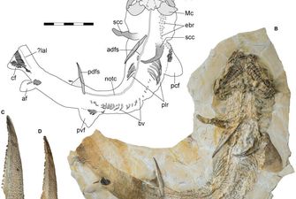 Ученые нашли скелет гигантской акулы Юрского периода - она жила 150 млн лет назад: фото