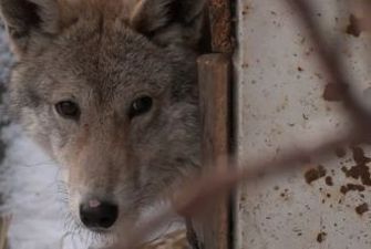 У Хмельницькій області вовки тримають у страху відразу кілька сіл