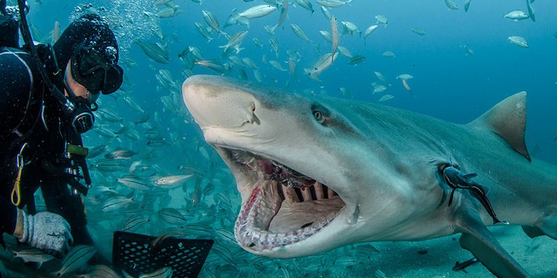 Австралийцы придумали, как защитить туристов от акул