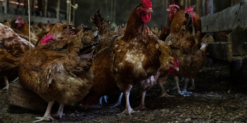 «Агромарс» закрив виробництво курятини під ТМ «Гаврилівські курчата»