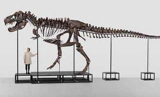 Ученые открыли новый вид динозавров, живших в Патагонии 70 миллионов лет. Фото