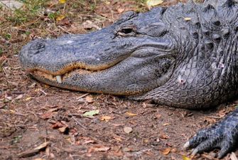 Отец и дедушка побили напавшего на девочку крокодила
