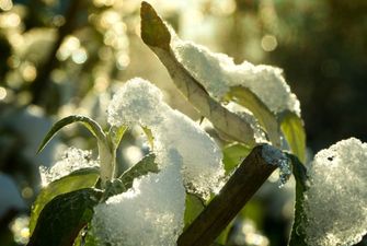 Посреди зимы резко потеплеет: синоптики дали неожиданный прогноз погоды