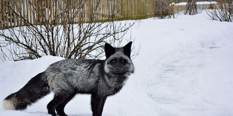 Редкую черно-бурую лисицу заметили на улицах Якутска