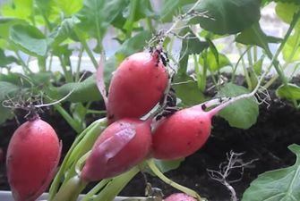 Міні-город на балконі – вирощування редиски на весняний салат без дачі і грядки