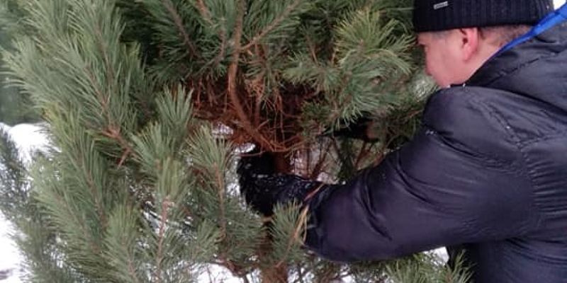 По 400 гривен за метр: в Киеве продают елки на Новый год без документов