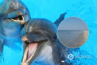 Дельфины мило поиграли с туристами под Николаевом: момент попал на видео