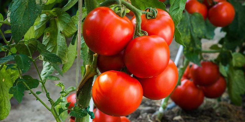 Большое предложение, низкий спрос: как это влияет на стоимость помидоров в Украине