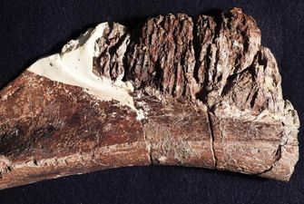 Ученые заявили о неизвестном ранее динозавре с "орлиным клювом": фото