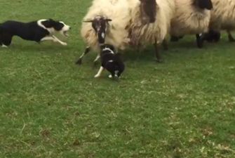 Щенок в первый раз в жизни вышел пасти овец