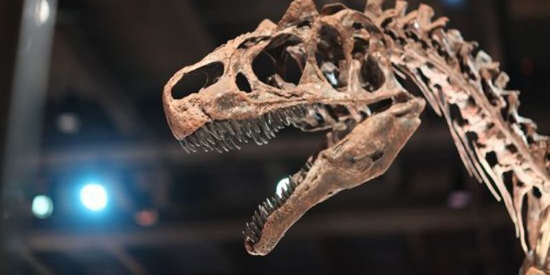 Вчені з'ясували, скільки тиранозаврів ходили по Землі