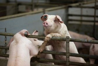 На Запоріжжі чоловік на подвір’ї в селі облаштував свиноферму із сотнями голів: сусіди не витримують смороду
