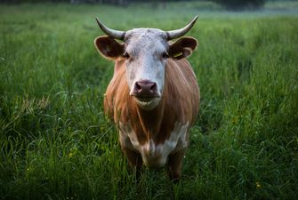 Промислове поголів'я корів за місяць скоротилось майже на 5%