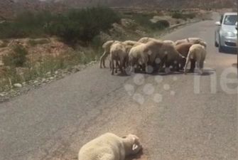 В Китае овцы стали стеной за своего изувеченного собрата