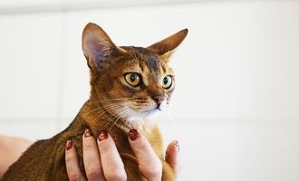 Даже кошки невыездные: животным из РФ запретили участвовать в выставках