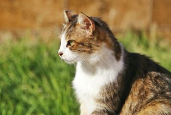 Ветеринари закликали господарів не випускати котиків на вулицю, і ось чому